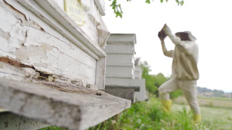Beekeeper-collecting-honey-from-hives.